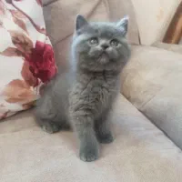 واگذاری گربه های نژاد دار|گربه|بوشهر, |دیوار