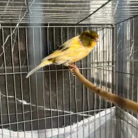 قناری نر مست مست