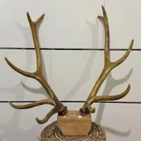 شاخ دیوار کوب