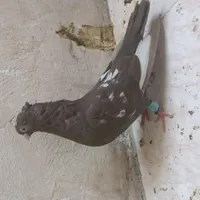 کبوتر ماده