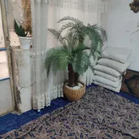 درختچه نخل و گلدان|گل مصنوعی|قم, نیروگاه|دیوار