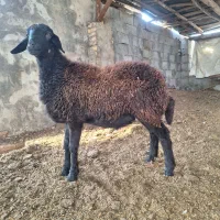 قوچ و توقلی|حیوانات مزرعه|بندر ترکمن, |دیوار