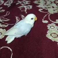 جوجه طوطی برزیلی