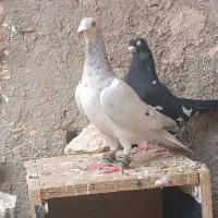 سرور نر صید هوایی