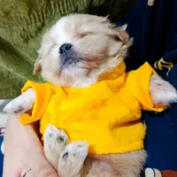 هاپو کوچولو نژاد شیتزو مالتیزو|سگ|رباطکریم, رباطکریم|دیوار