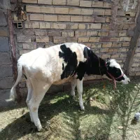 گوساله ماده