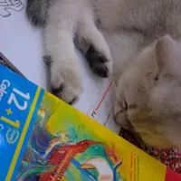 گربه اسکاتیش|گربه|ارومیه, |دیوار