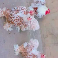 فروش جوجه وتخم نطفه دار انواع نژادهای مرغ وارداتی