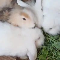 خرگوش سفید لوپ چشم آبی|موش و خرگوش|خواف, |دیوار