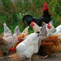 فروش مرغ های محلی بالغ تخمگزار و خروس محلی