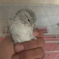 تعدادی قناری نروماده درهم