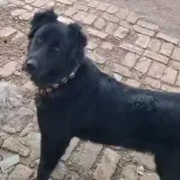 سگ لاس