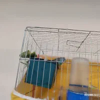 دو عدد مرغ و عشق|پرنده|اهواز, کمپلو جنوبی|دیوار