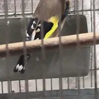 سهره جوجه قفس تنه دار تازه صاف جفتی