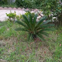 سیکاس|گل و گیاه طبیعی|چابکسر, |دیوار