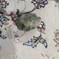 سنگ|جواهرات|ارومیه, |دیوار