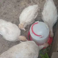بوقلمون بیوتی دو ماهه