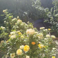 اجاره منزل ویلایی