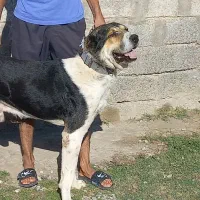 سگ افغان آلابای