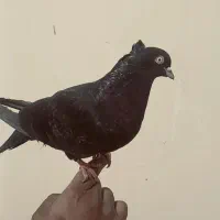 زاغ خاصا قزقین|پرنده|ایلخچی, |دیوار