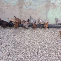 ۲۰ عدد بوقلمون ۲۰ عدد مرغ|حیوانات مزرعه|بروجرد, |دیوار