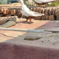 ماده دم قعوای قفل قفل،نرطوق زردخال سیاه،سینه قعوای