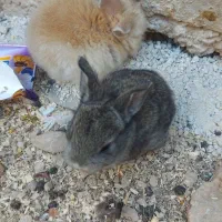 فروش بچه خرگوش|موش و خرگوش|فیروزآباد (فارس), |دیوار