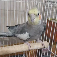 پرنده