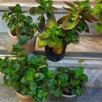 فروش ویژه یلدایی|گل و گیاه طبیعی|کرج, شهرک بهداری|دیوار