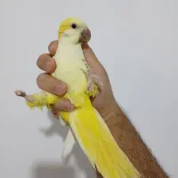 راهب زرد