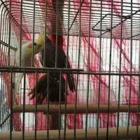 پرنده|پرنده|بروجن, |دیوار