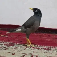 مرغ مینا سخنگو|پرنده|ایلام, |دیوار