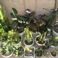 فروش گل|گل و گیاه طبیعی|بهارستان, |دیوار