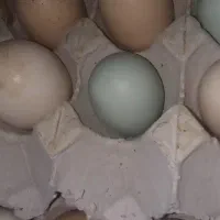 انواع جوجه مرغ