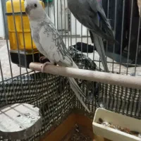 یک جفت عروس هلندی  بالغ  رام و دستی