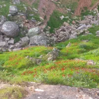 آرد تازه بخش الوار