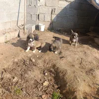 واگذاری توله سرابی