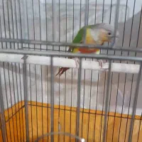 یک جفت مولد گرینجیک الان دارن لونه گرم میکند