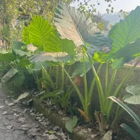 فروش گل باباآدم|گل و گیاه طبیعی|ماسال, |دیوار