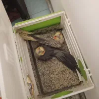 عروس با جوجه و قفس