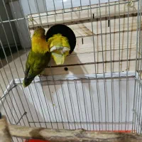 پرنده|پرنده|سرپل ذهاب, |دیوار