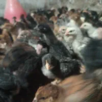 جوجه مرغ انواع رنگ بهترین نژاد (۳۰) روزه