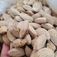 بادام درختی سنگی امسالی