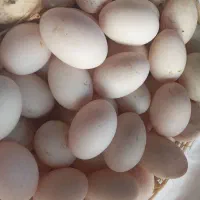 تخم اردک محلی