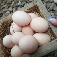 تخم مرغ محلی|حیوانات مزرعه|رودبنه, |دیوار