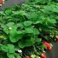 سوله  تولید گیاهان گلخانه ای|خدمات باغبانی و درختکاری|سبزوار, قصبه شرقی|دیوار