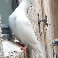 طوقی|پرنده|شوشتر, |دیوار