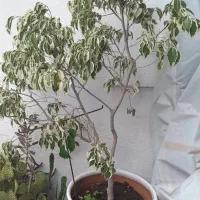 درختچه بنجامین ابلق