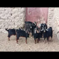 بره بزغاله ماشین پراید آگاهی را درست بخوانید|حیوانات مزرعه|گزیک, |دیوار