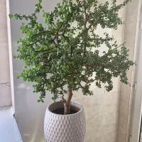 کراسولا خرفه ای ۱۲ ساله|گل و گیاه طبیعی|آزادشهر, |دیوار